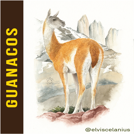 Categ Guanacos
