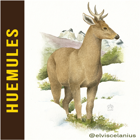 Categ Huemules