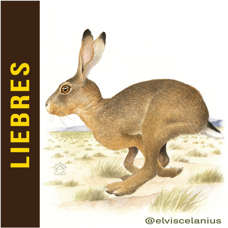 Categ Liebres Hares