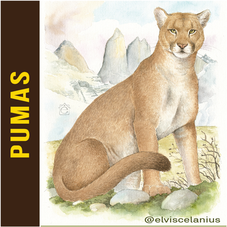 Categ Pumas