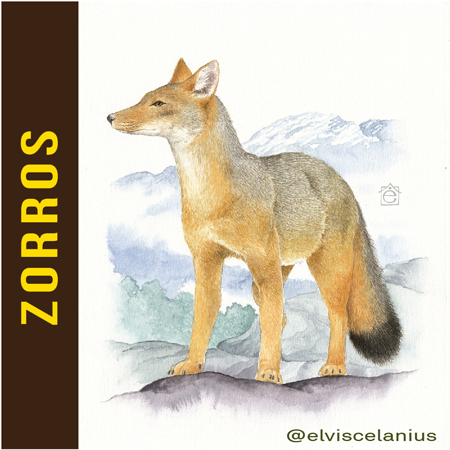 Categ Zorros Foxes